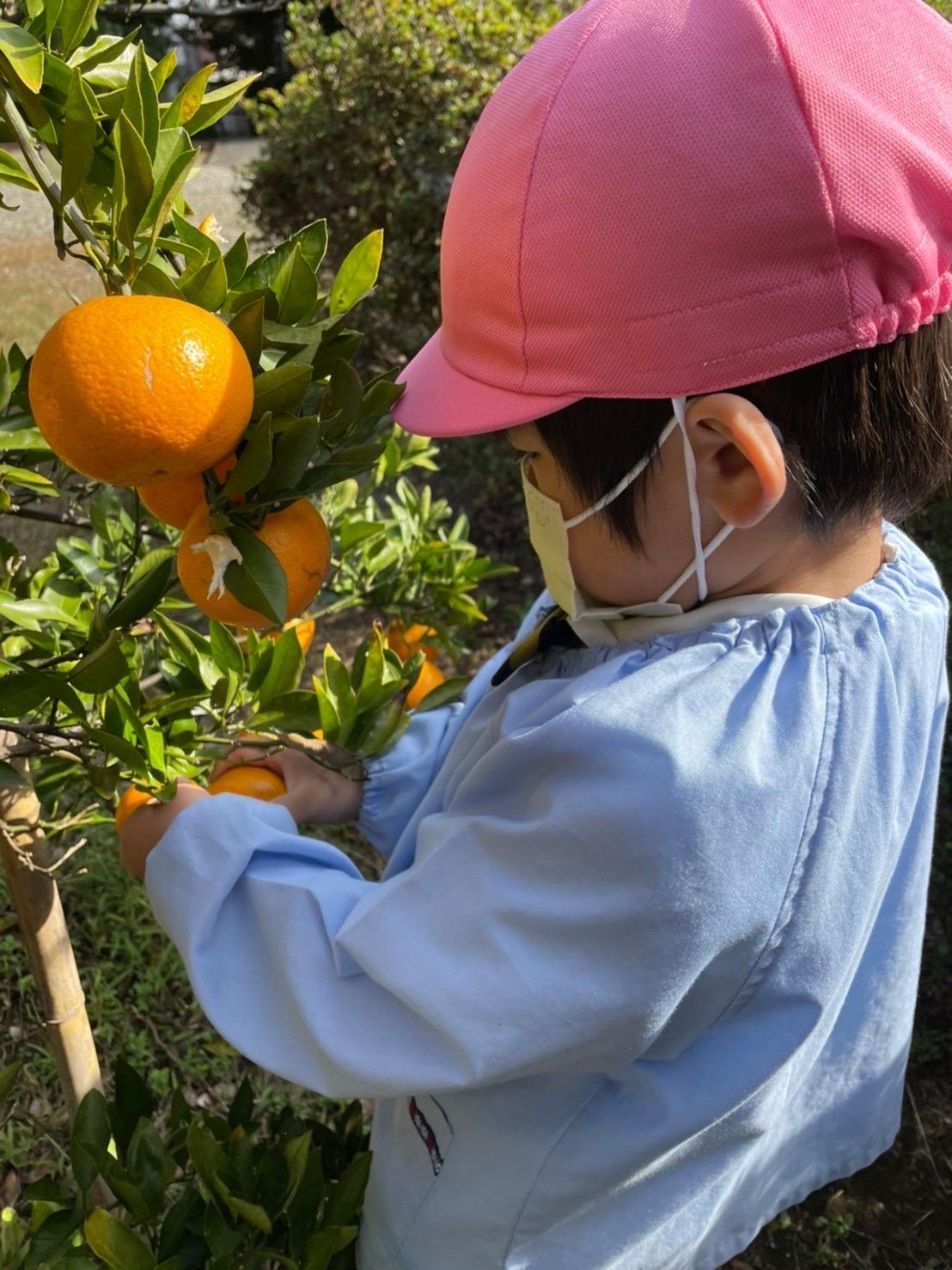 みかん狩り🍊