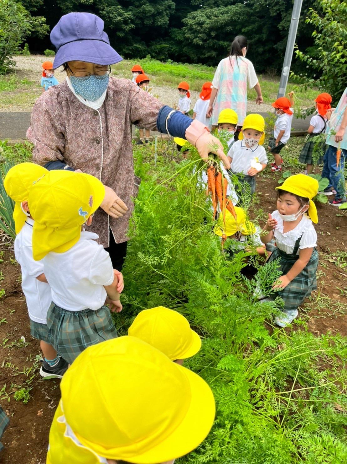 にんじん収穫🥕