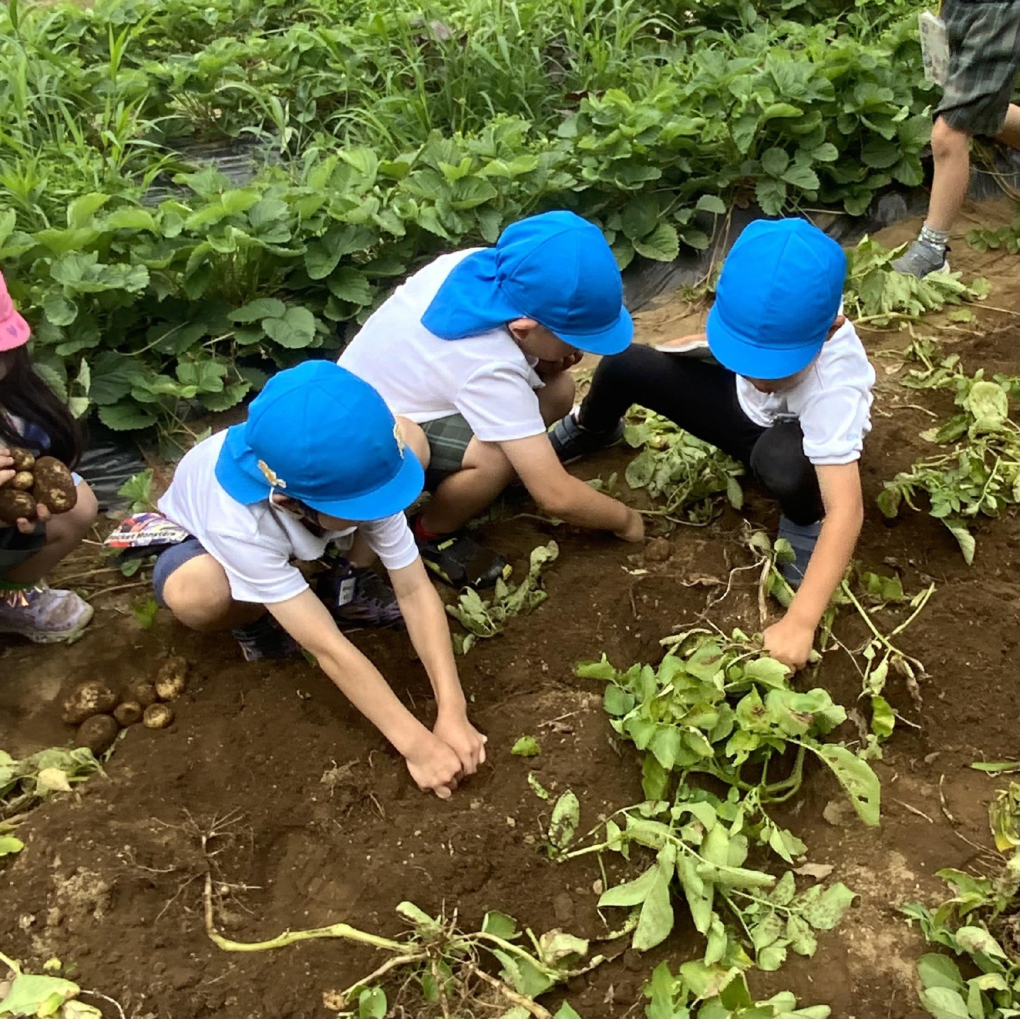 みどり農園ニュース！☘️③