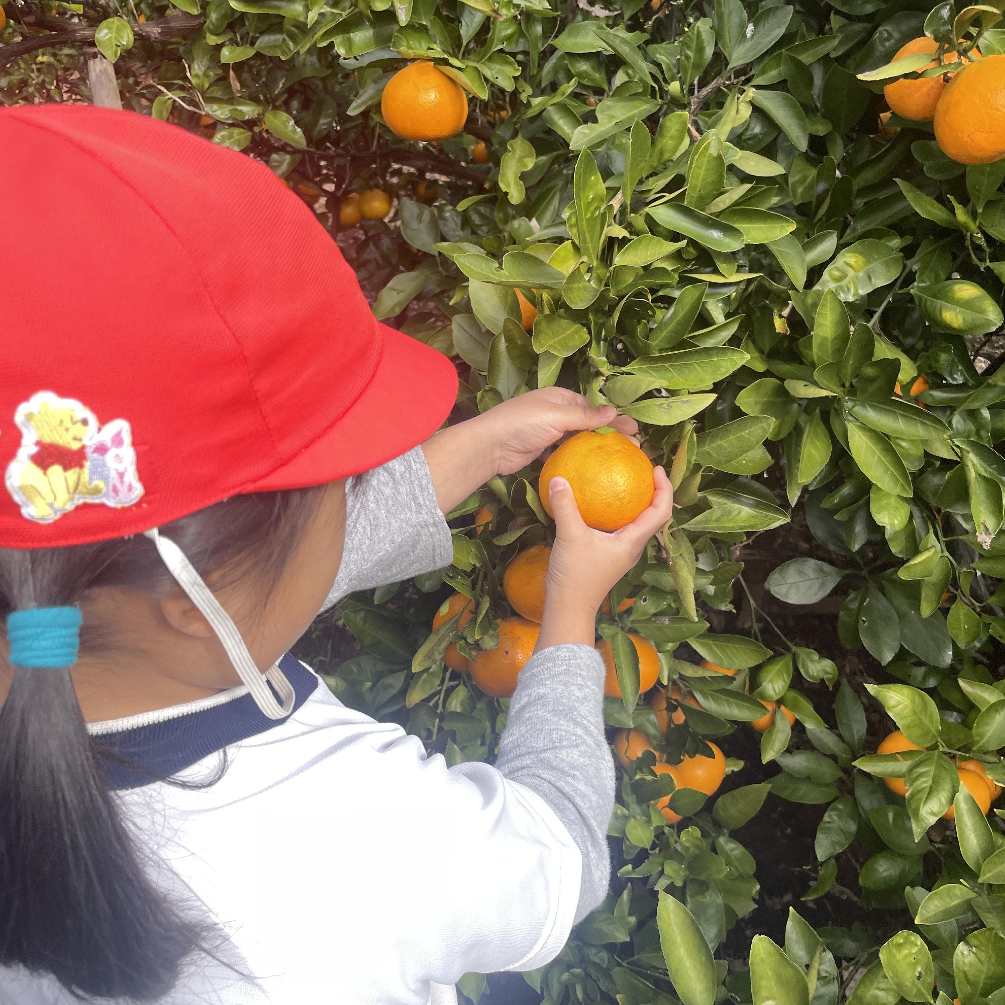 みかん狩り🍊
