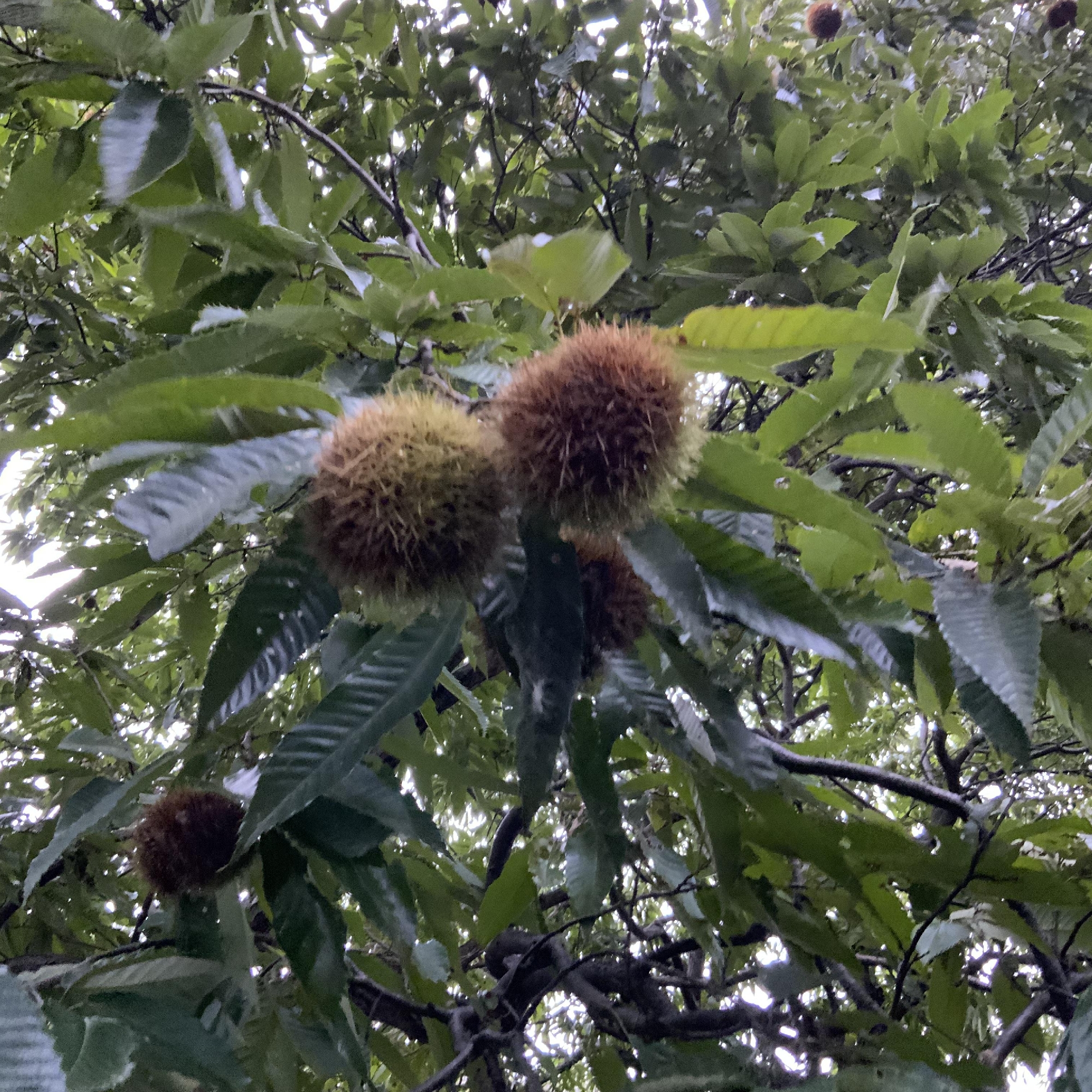 栗パーティー🌰🥳